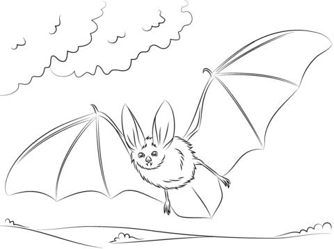 Townsend'S Big Eared Bat Coloring Page